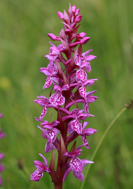 Nigritella, Dactylorhiza perverseemaltempo! Dolomiti luglio 2014.